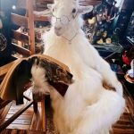 次卡次卡的头像-大千世界ACG